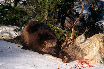 Wolverines Give Insight into the Evolution of Greed – The Human Evolution  Blog