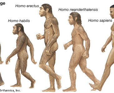 Are humans primates?