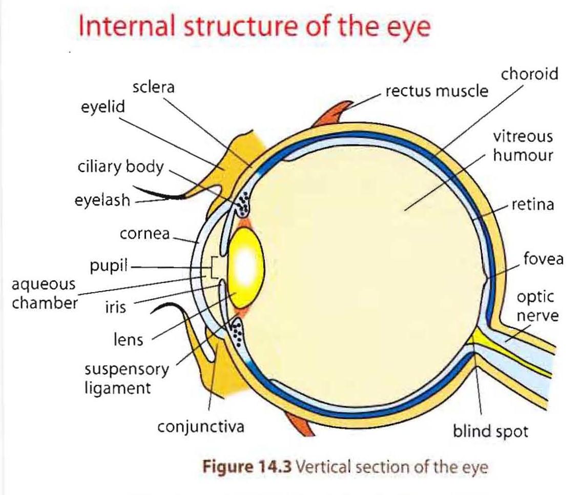 The Poor Design Of The Human Eye The Human Evolution Blog