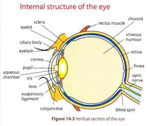Human-Eye-Anatomy