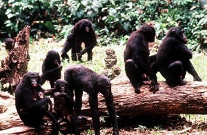 wild-bonobos