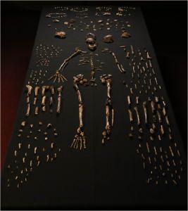 H. naledi fossils, picture from Berger, et al.