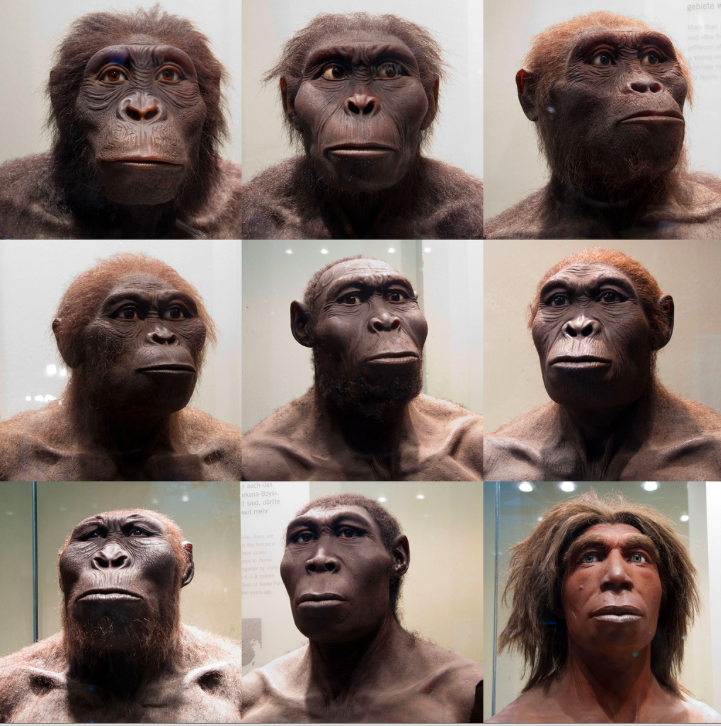 Photos taken and arranged by Sebastian Niedlich at the Berlin museum of Natural History