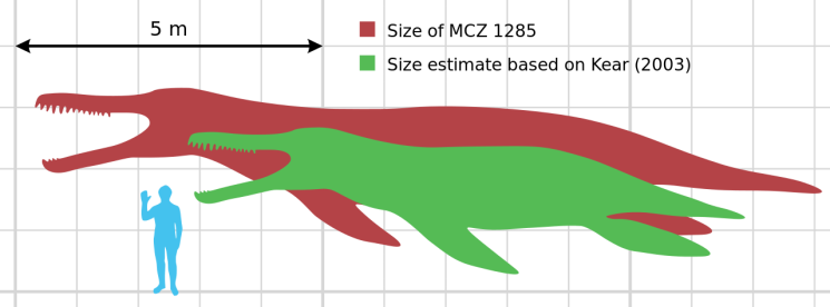 Scale diagram of Kronosaurus queenslandicus from Wiki Creative Commons