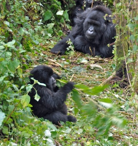Susa_group,_mountain_gorillas_-_Flickr_-_Dave_Proffer_(3)